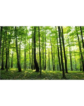 Murales Photomurals II Ref. M-186VE-XXL-3,12 X 2,19