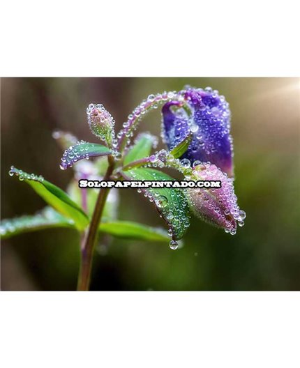 Mural MAGIC WALLS Ref. M-363319.