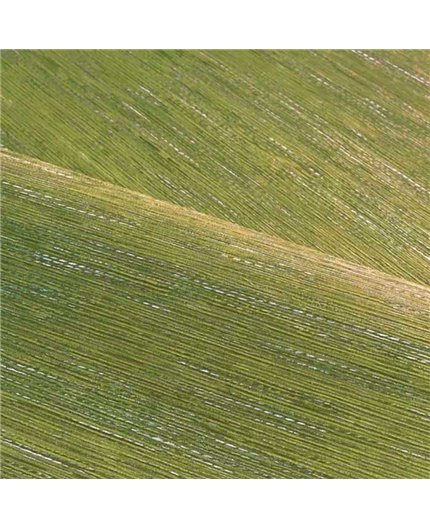 Papel Pintado LE JACQUARD Ref. C75346018.